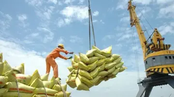 استقرت أسعار تصدير الأرز الفيتنامي عند 360-365 دولارًا أمريكيًا للطن في الربع الأول من عام 2026.